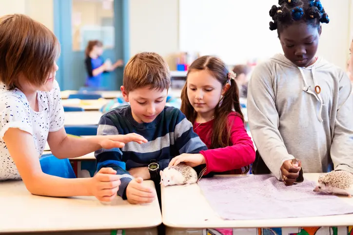 Presentation Of Cute Hedgehogs In The Classroom By Schoolgirls